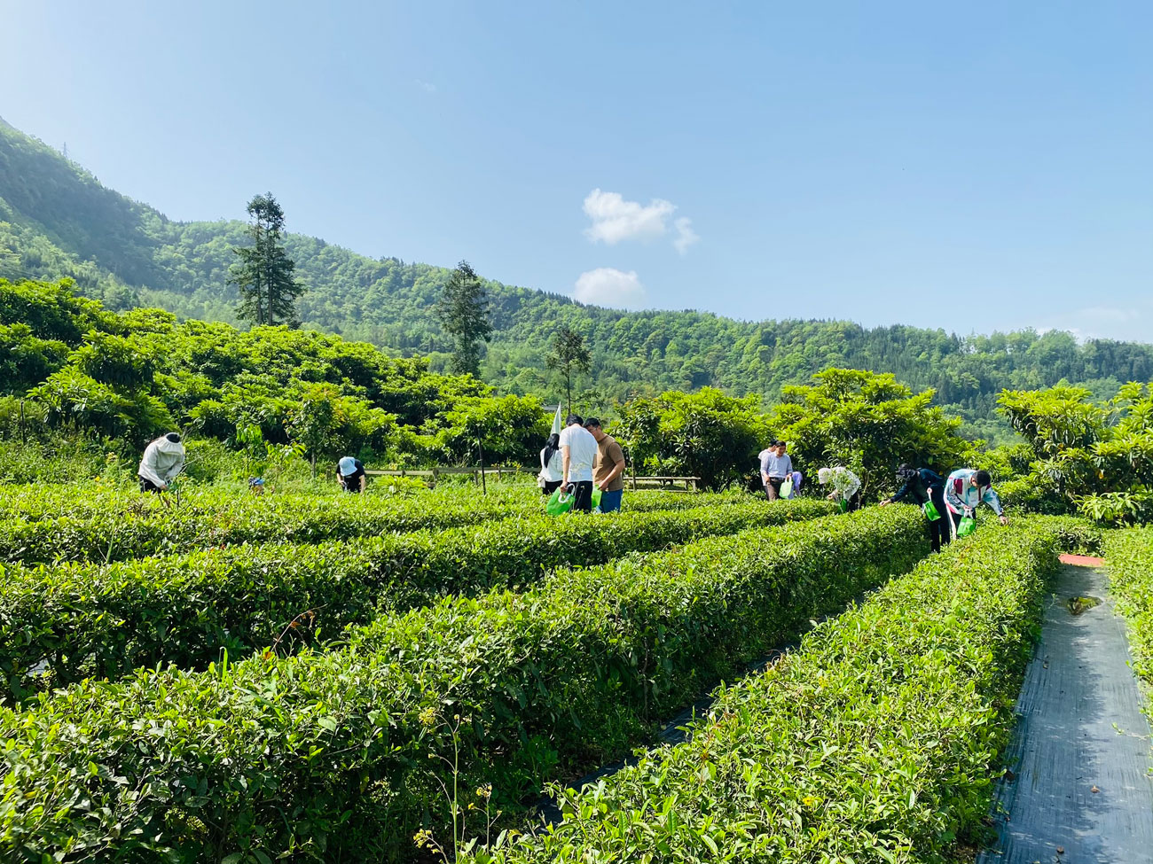 绵阳周边一日团建——春季踏青采茶